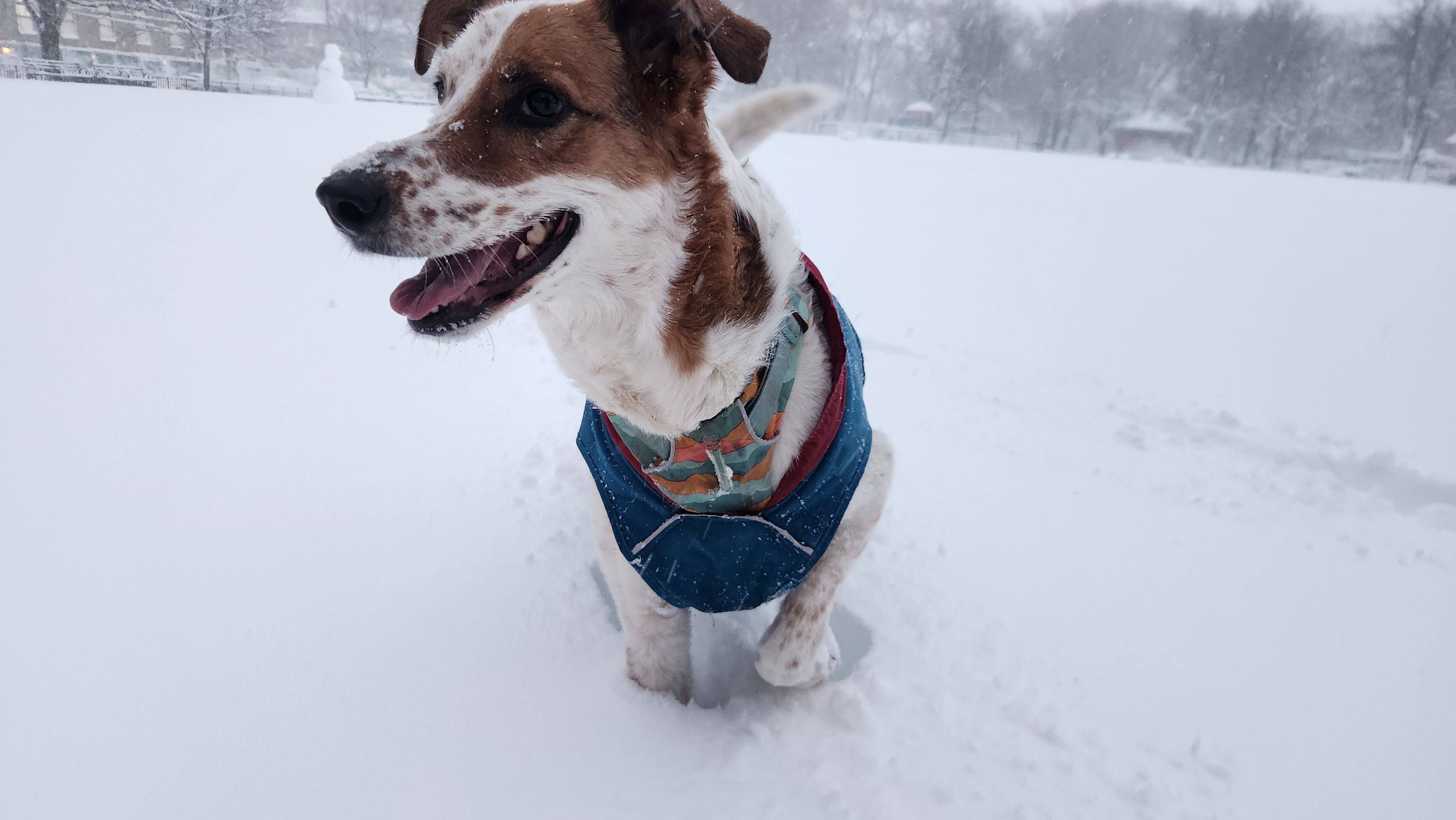 Our dog, bundled in a winter coat, standing in fresh snow.
